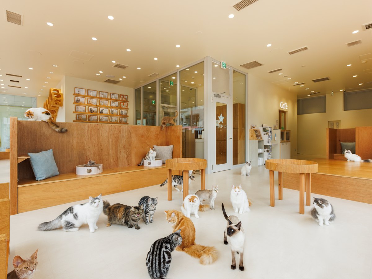 Cat Café MOFF CUTE CUBE 原宿店（公式サイトの写真）