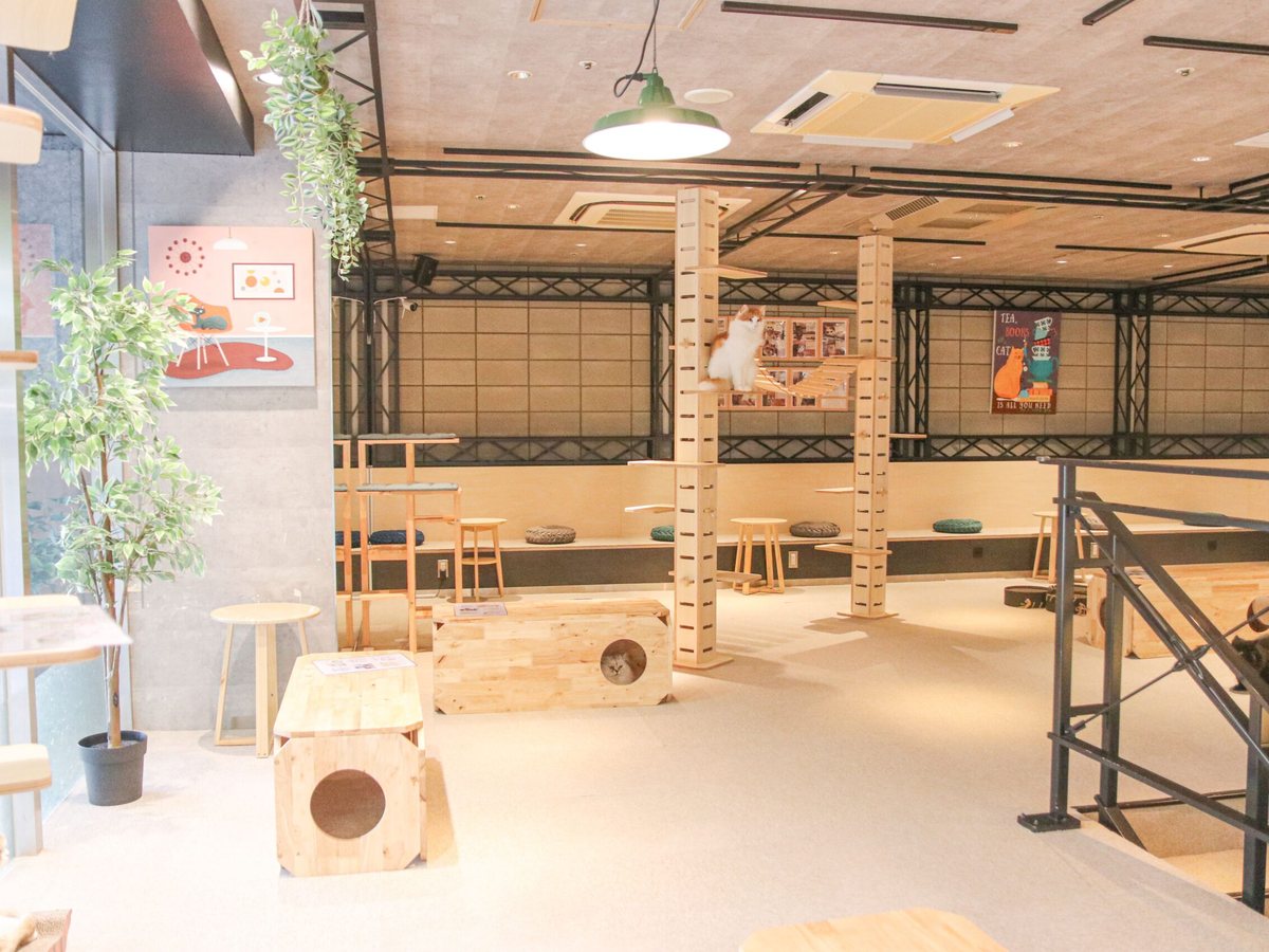 Cat Café MOFF ヨドバシAkiba店（公式サイトの写真）