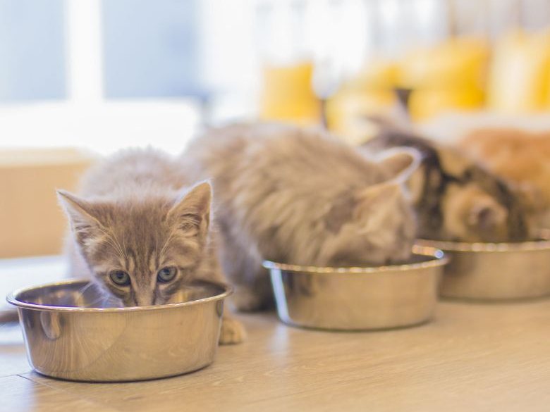 猫カフェMOCHA 京都河原町店（公式サイトの写真）
