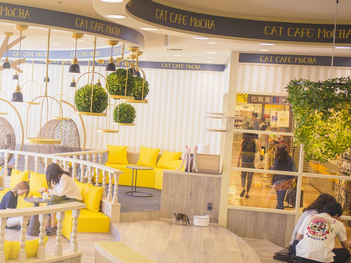 猫カフェMOCHA 京都河原町店（公式サイトの写真）