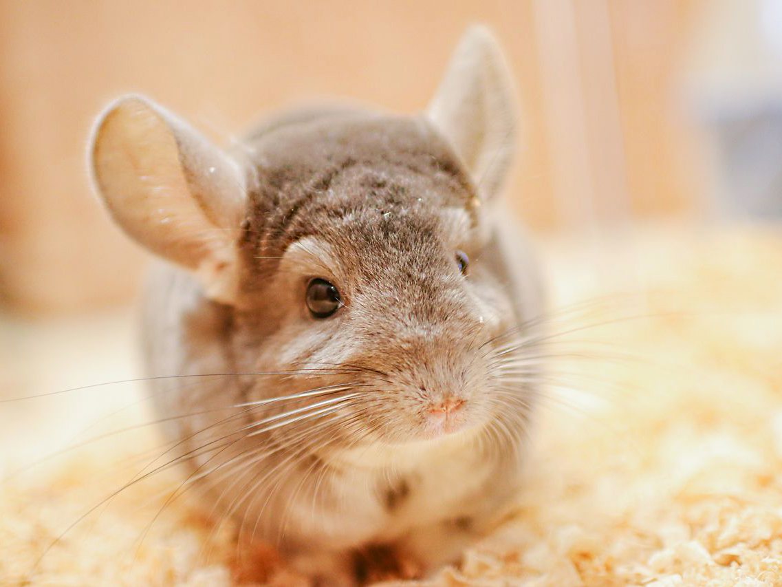 Moff animal cafe CUTE CUBE 原宿店（公式サイトの写真）