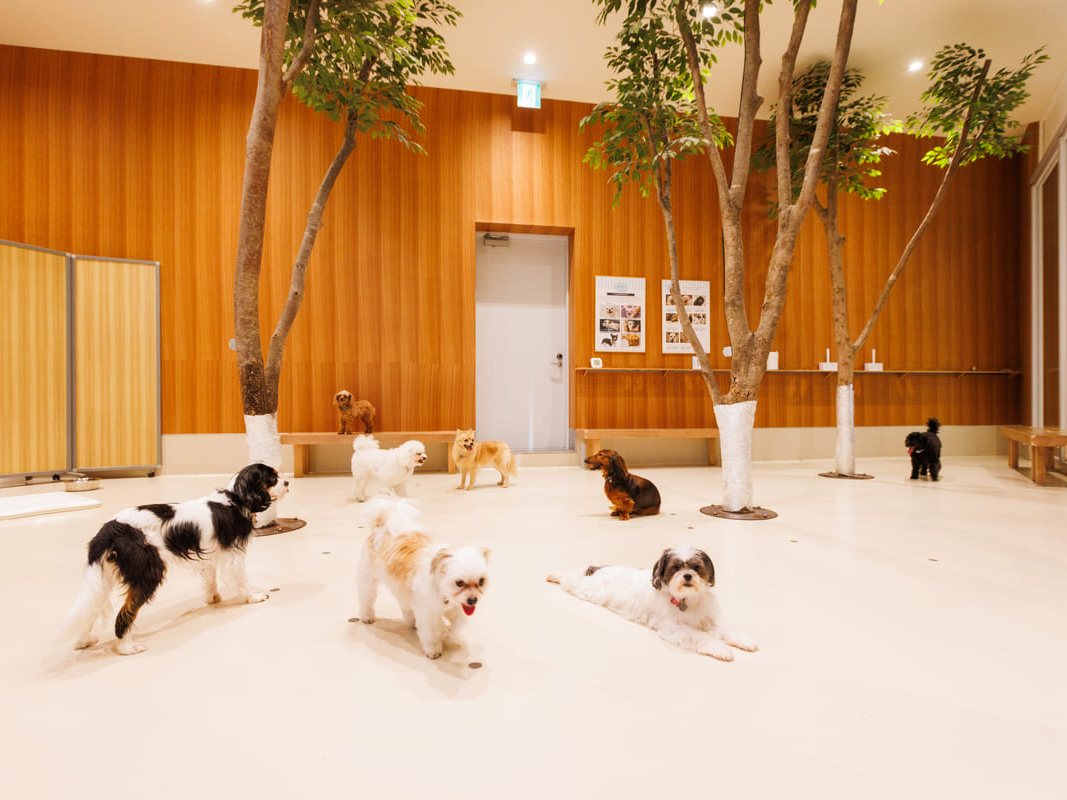 Moff animal cafe ららぽーと立川立飛店（公式サイトの写真）
