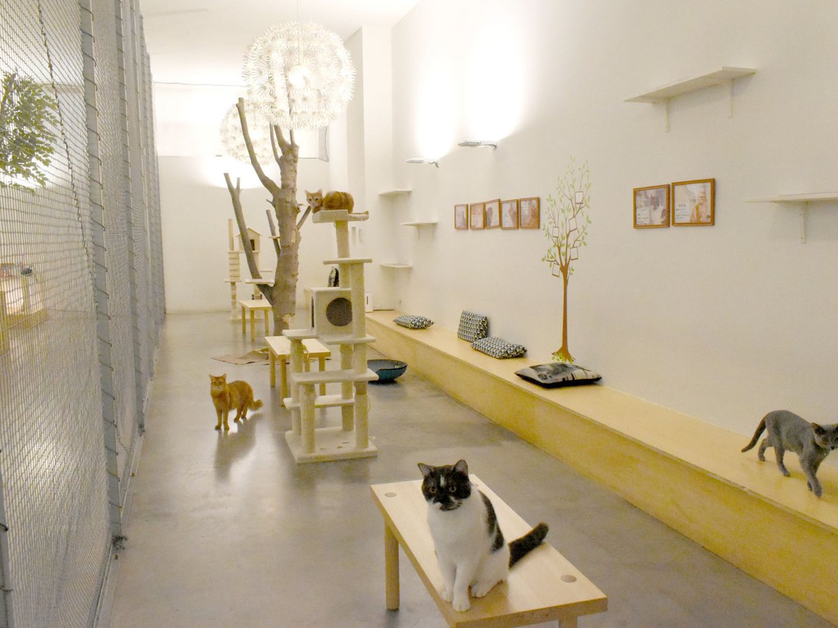 Moff animal cafe イーアス高尾店（公式サイトの写真）